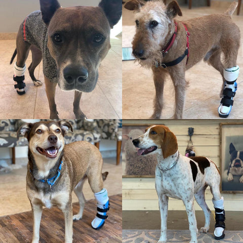 Collage of dogs wearing a tarsal brace for their hock