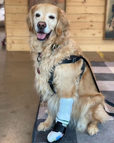 Golden Retriever wears a carpel brace for their wrist