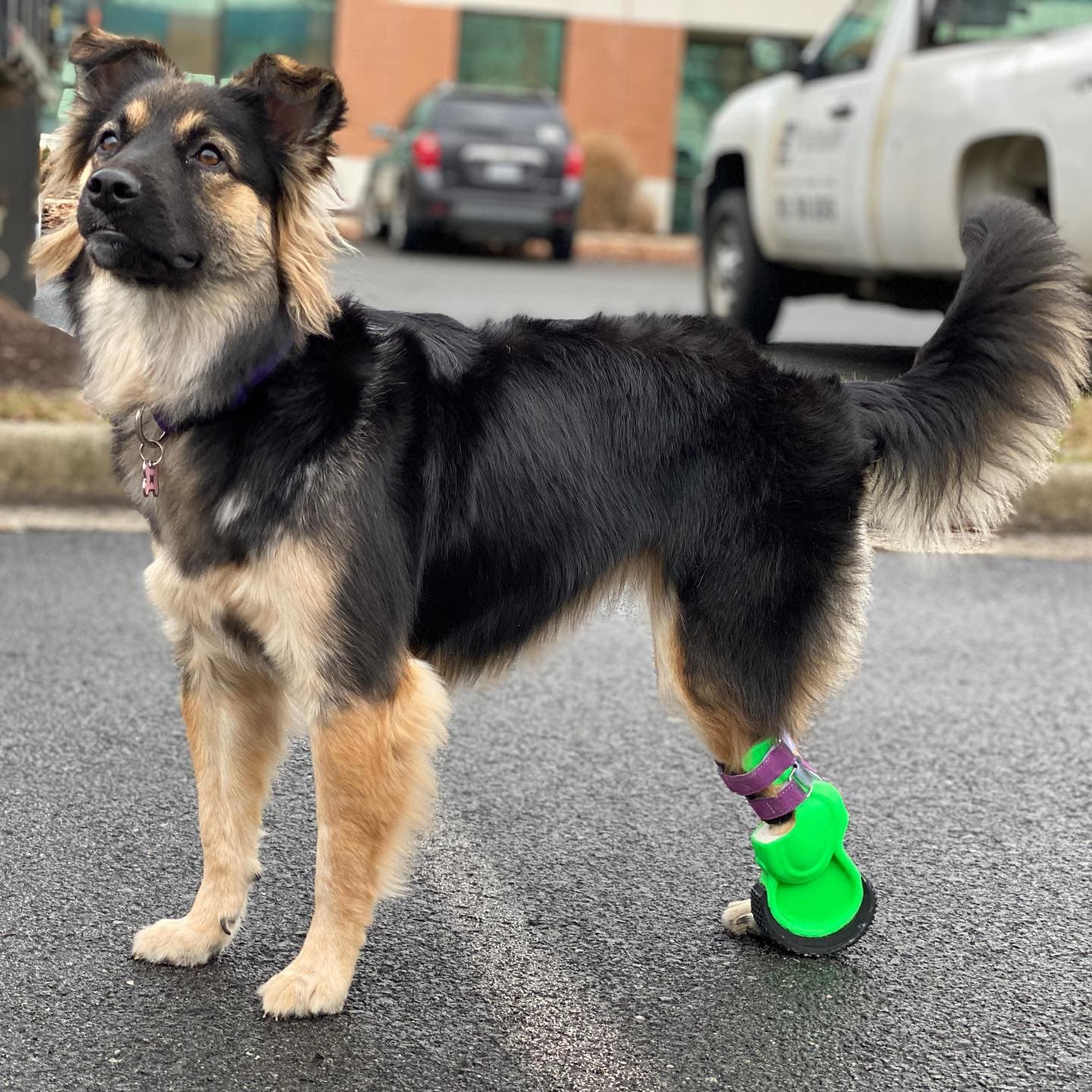 Dog-back-leg-prosthetic