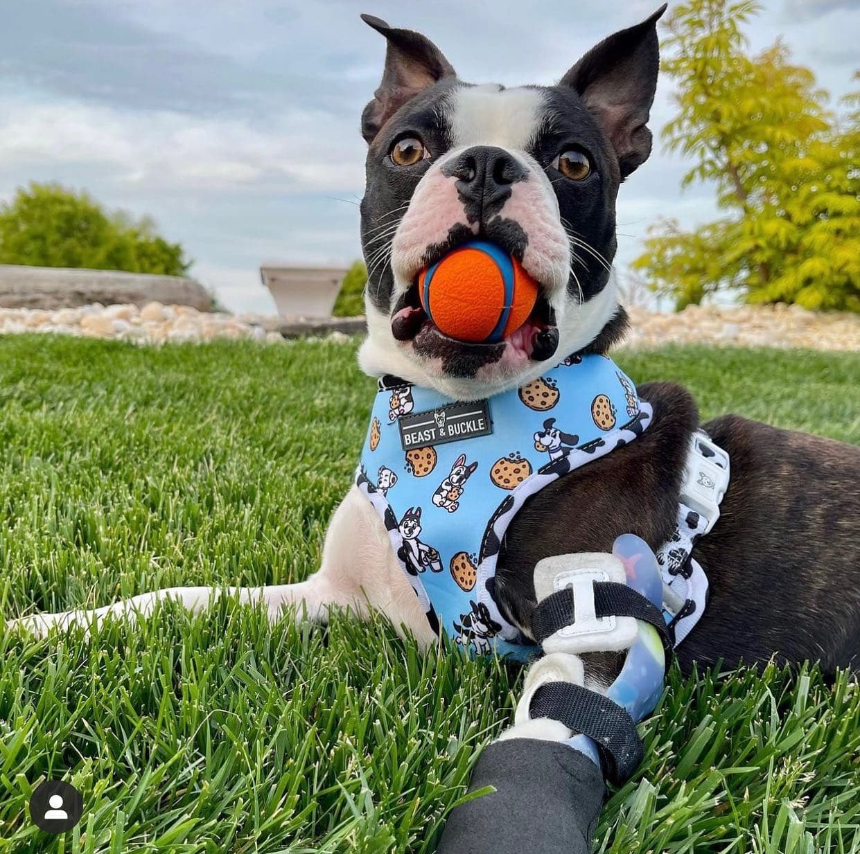 Dog front leg prosthetic.