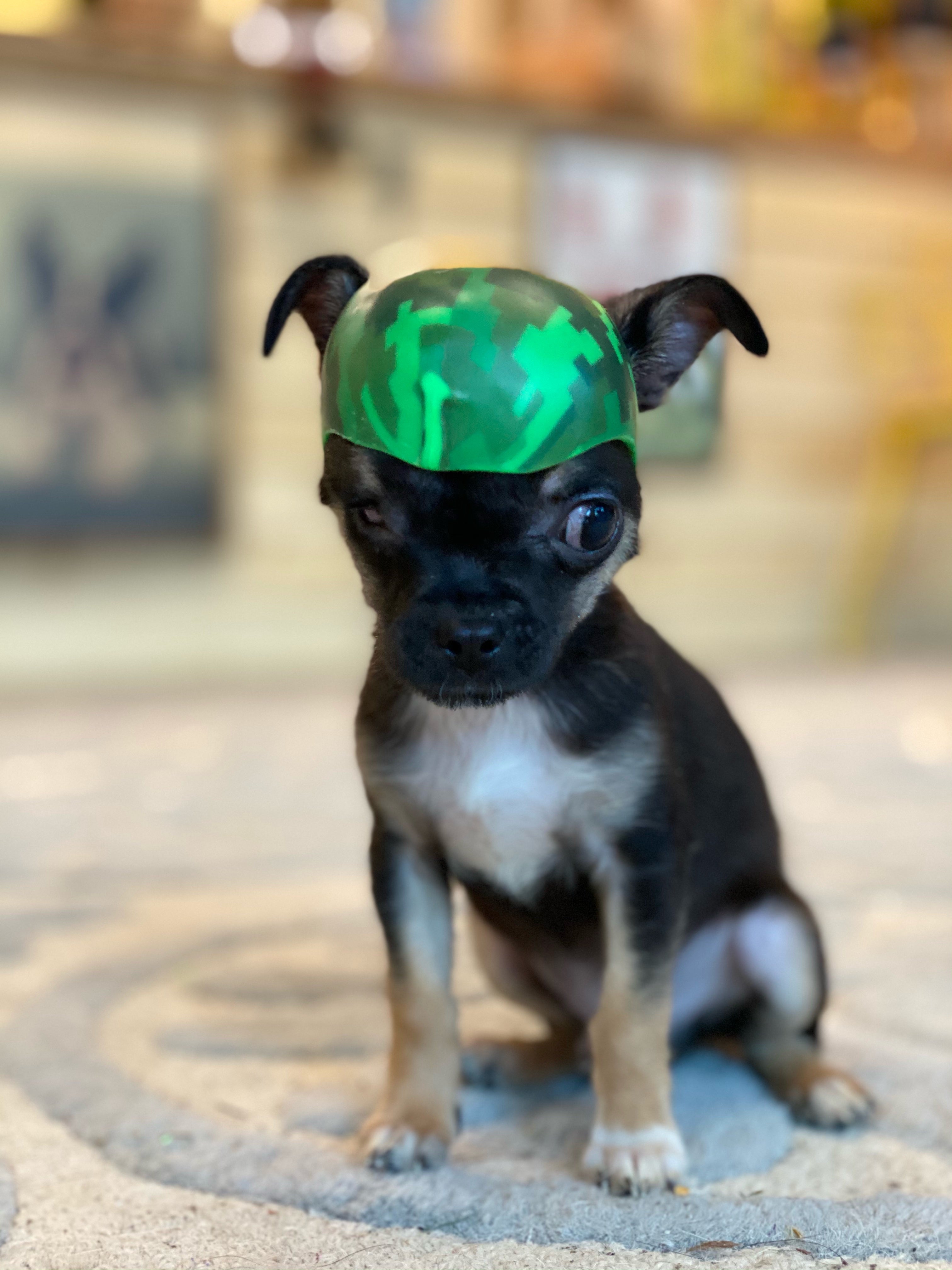 chihuahua molera helmet