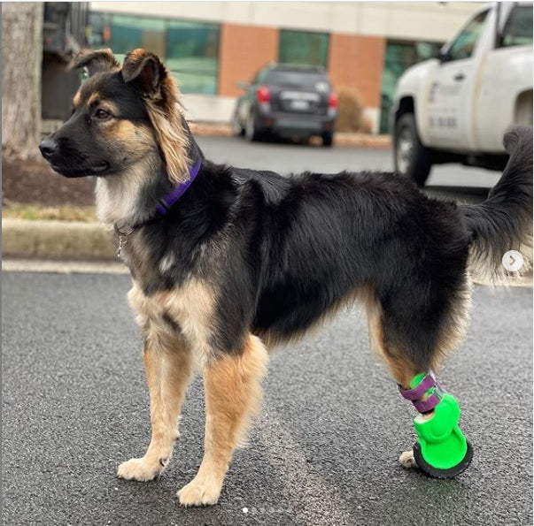 Partial limb dog prosthetic.