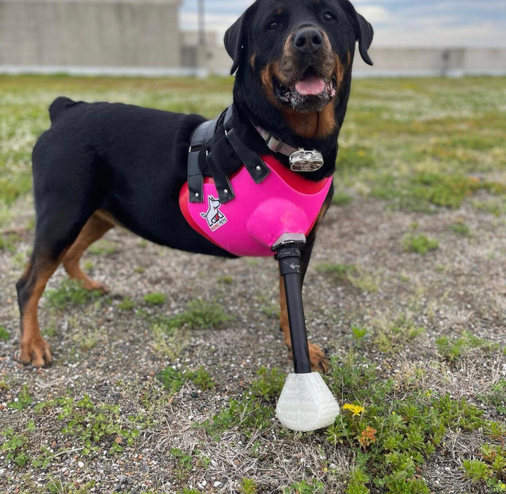 Full-limb dog prosthetic leg.