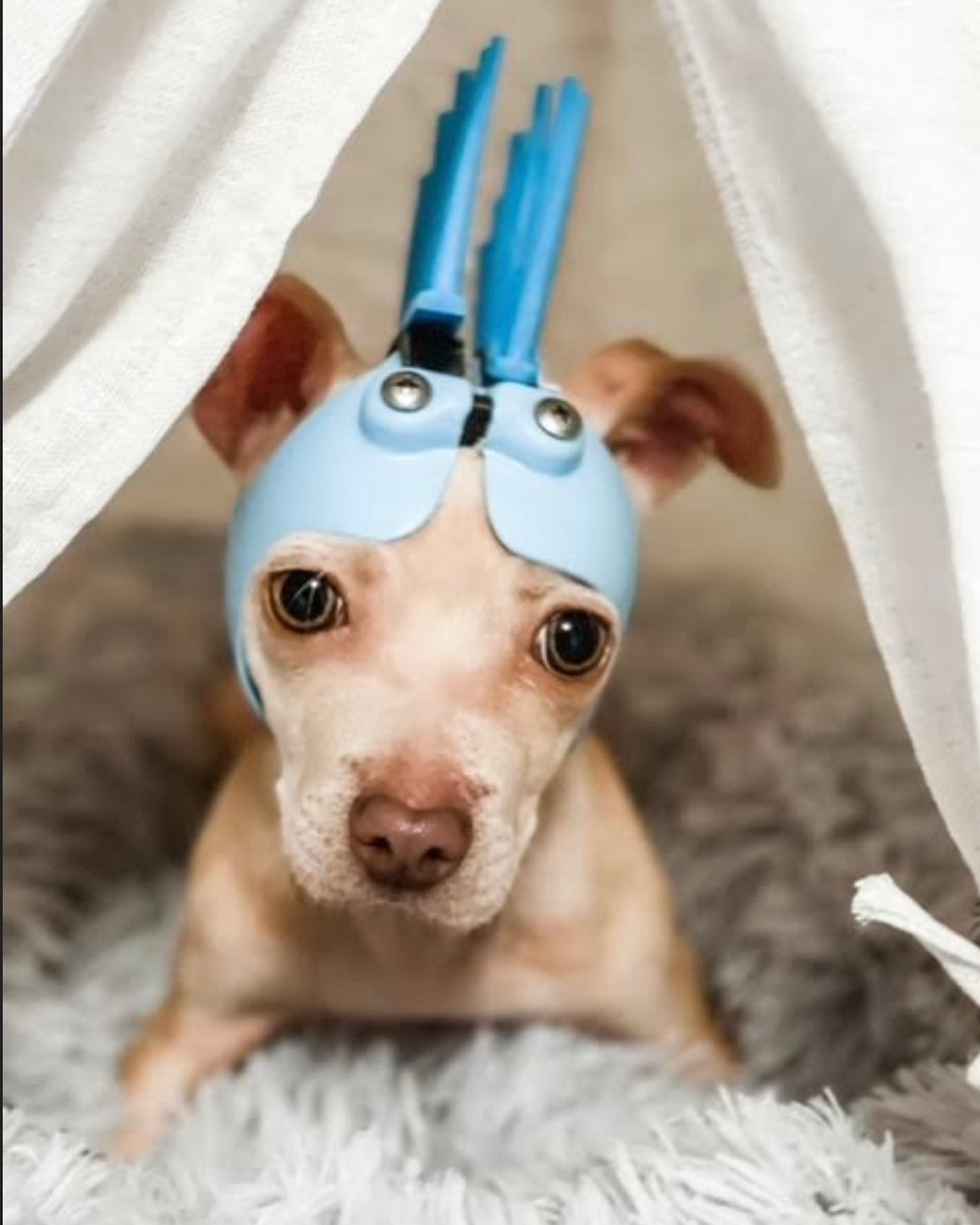 hydrocephalus dog helmet