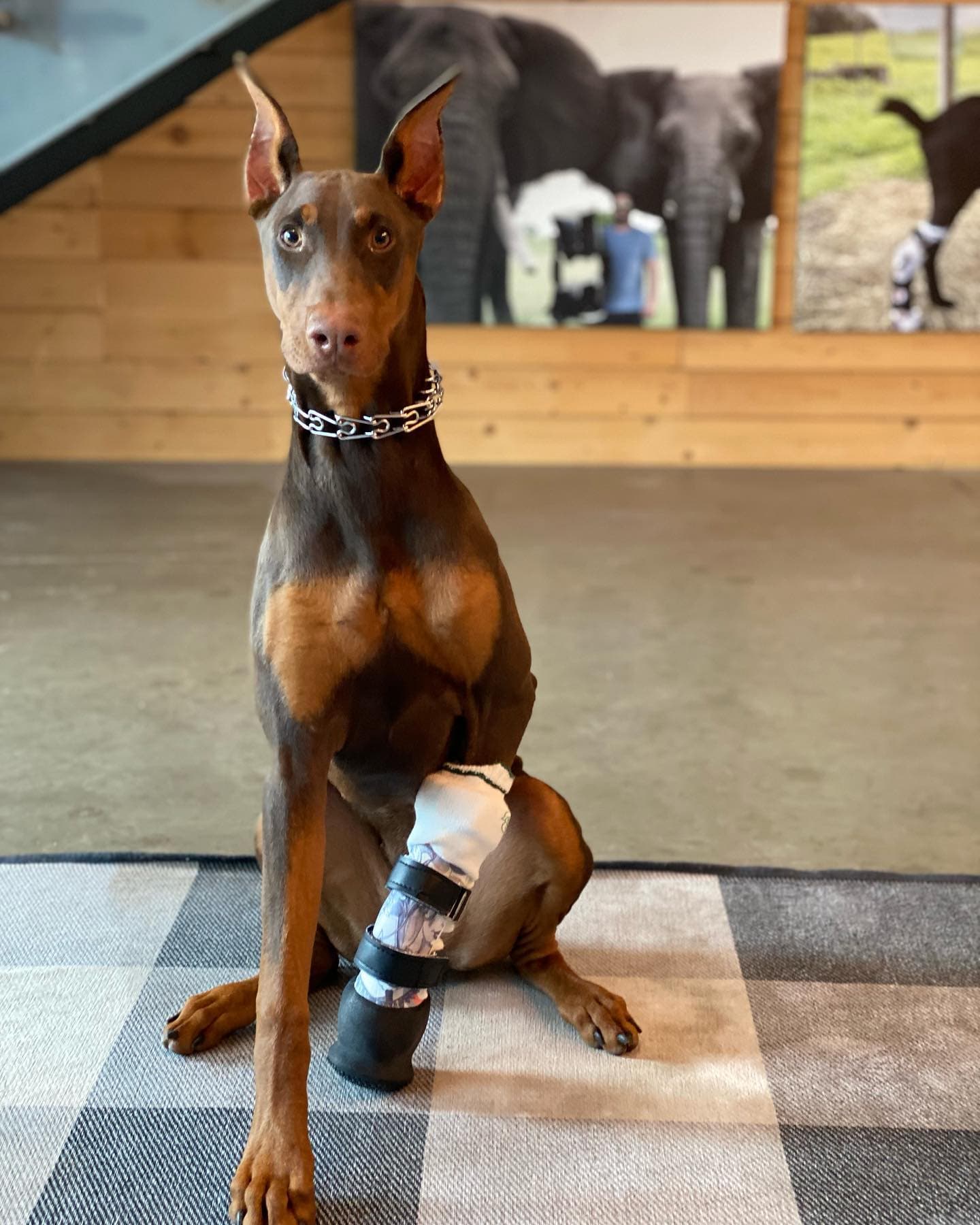 Dog with a pet prosthetic leg.