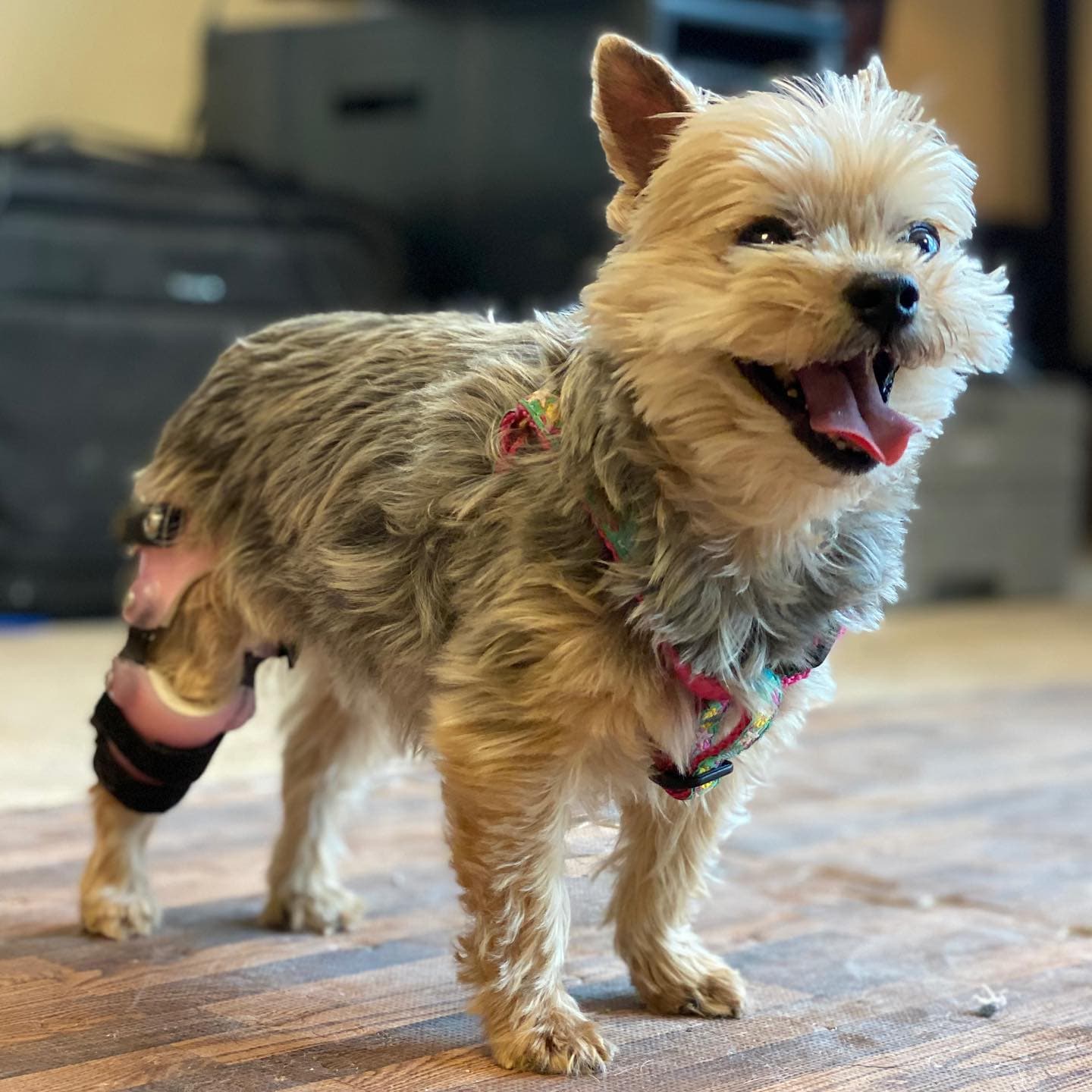 Small dog wearing a stifle knee brace animal prosthetic.