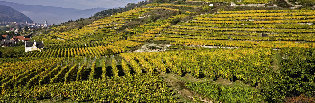 Alzinger Vineyard in Austria