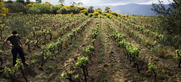 Eduardo Torres Acosta Wines from Sicily