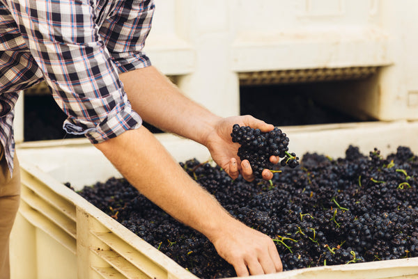Burgundian style winemaking in the United States