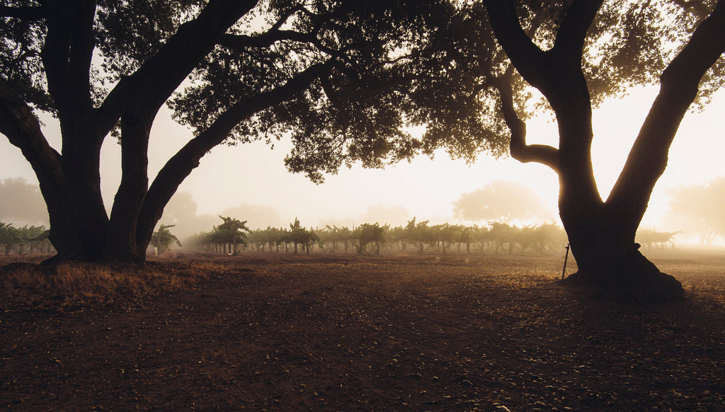 Burgundy wine influence in the USA