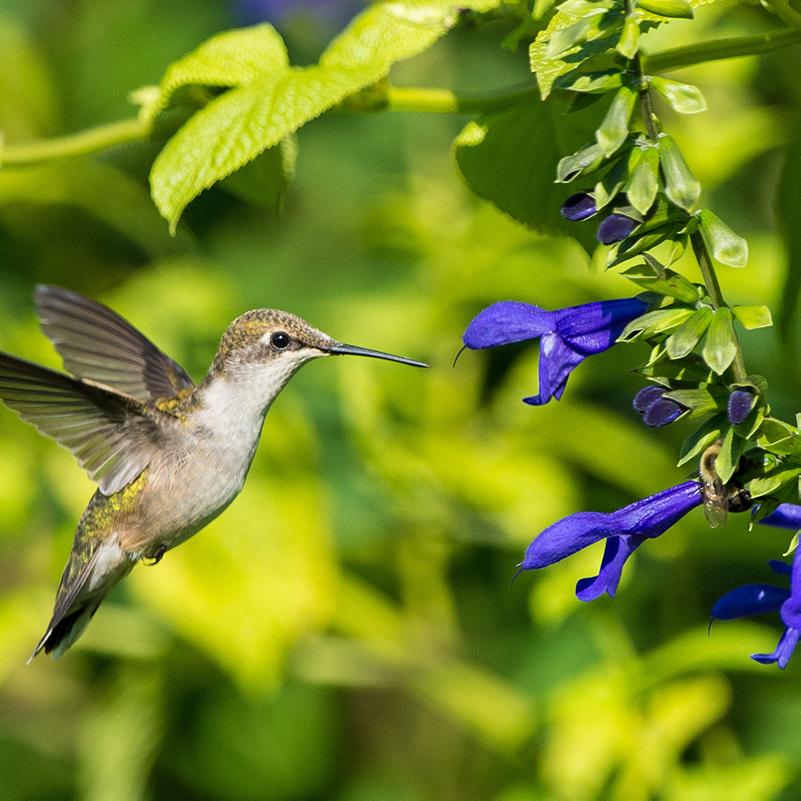 6 Native Plants That Will Attract Hummingbirds to Your Regional Garden ...