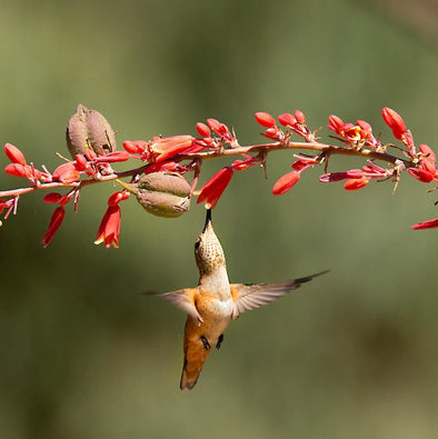 6 Ways to Help Hummingbirds Stay Healthy