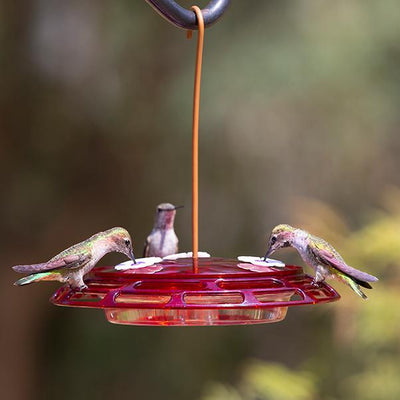 Hummingbird Nectar: Buy It or Make It?