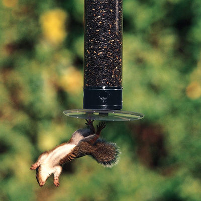 How to Use a Squirrel-Proof Bird Feeder