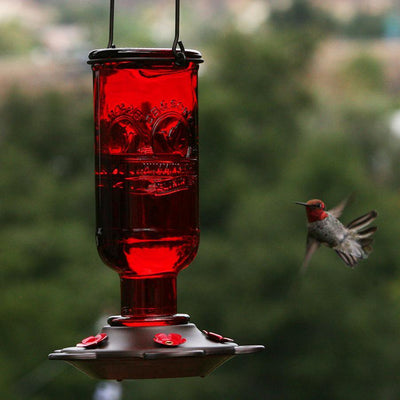 How to Clean a Hummingbird Feeder