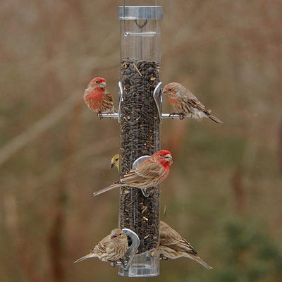 How to Maintain Your Bird Feeders in Cold Weather