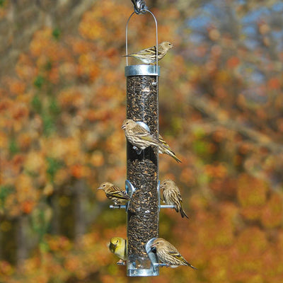 Where to Hang Seed Feeders for Birds