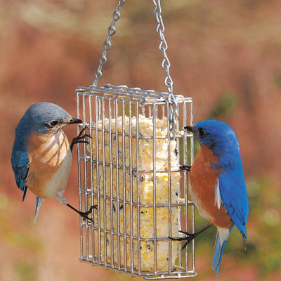 The Dos and Don'ts of Offering Suet to Birds