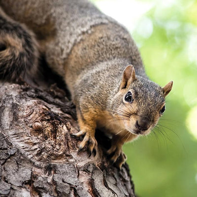 How to Successfully Squirrel-Proof Your Bird Feeders