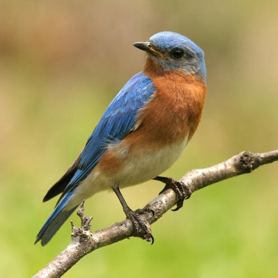 How to Attract Bluebirds