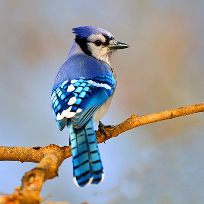 How to Attract Blue Jays