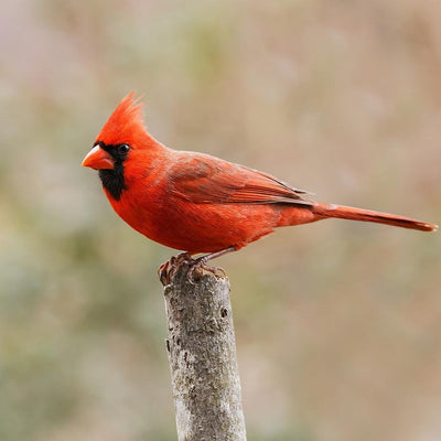 How to Attract Cardinals to Your Bird Feeder