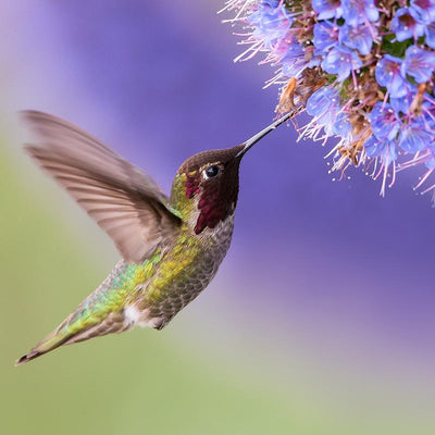 How to Attract Swarms of Hummingbirds to Your Yard