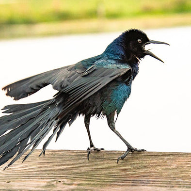 How To Stop Bully Birds From Raiding Your Feeders More Birds