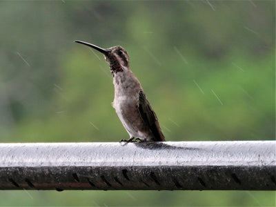 5 Ways to Protect Bird Feeders from Rainstorms