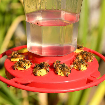 Bee Safe: 6 Ways to Keep Bees Away From Your Hummingbird Feeders
