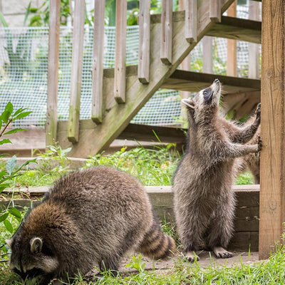 Deterring Raccoons from Your Bird Feeders