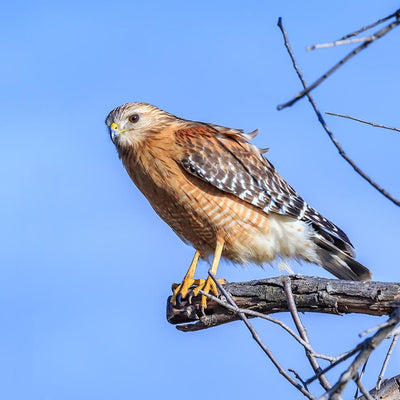 4 Ways to Protect Your Backyard Birds from Birds of Prey