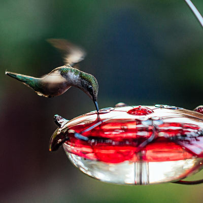 How to Modify Your Hummingbird Nectar Recipe Seasonally