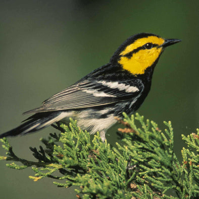 Warblers To Watch For In Winter More Birds