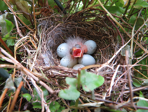 From Egg To Air Stages Of Baby Bird Development More Birds