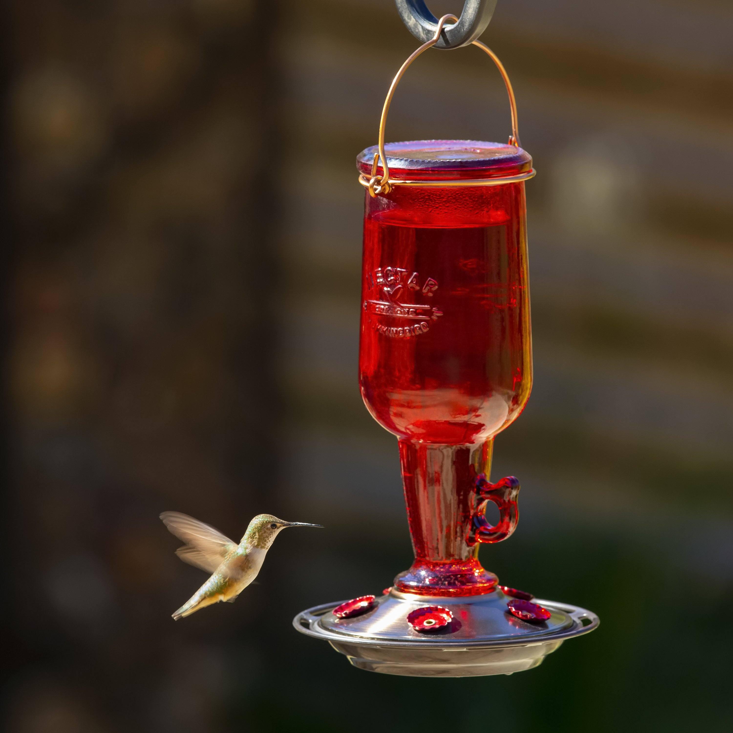 diy hummingbird feeder from adtic gallon jug