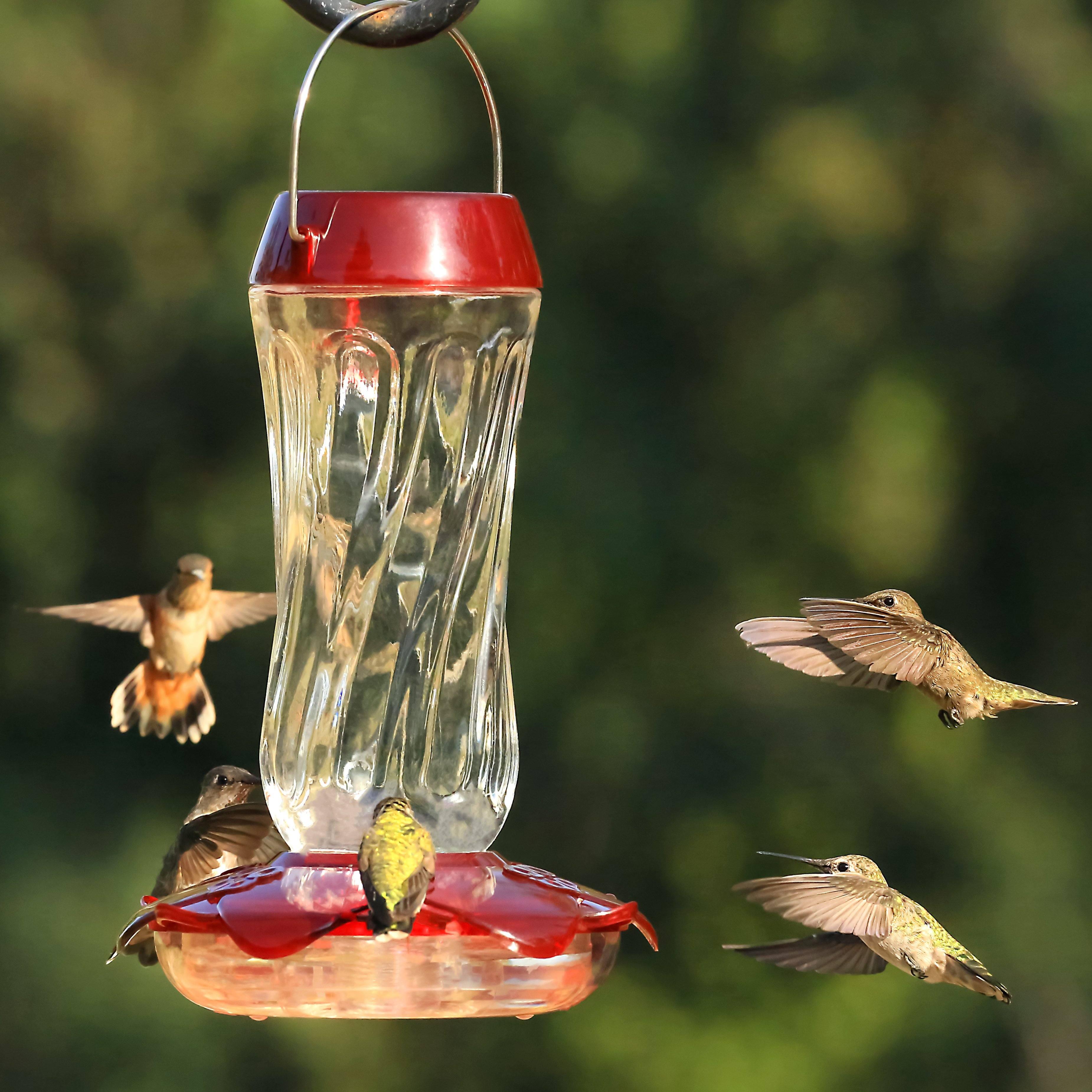 Everything bird. Hummingbird Feeder. Кормушка незапутывающаяся. Птичий столб. Кормушка насекомыми рыбы.