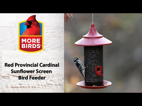 cardinal bird feeder for whole sunflower seeds