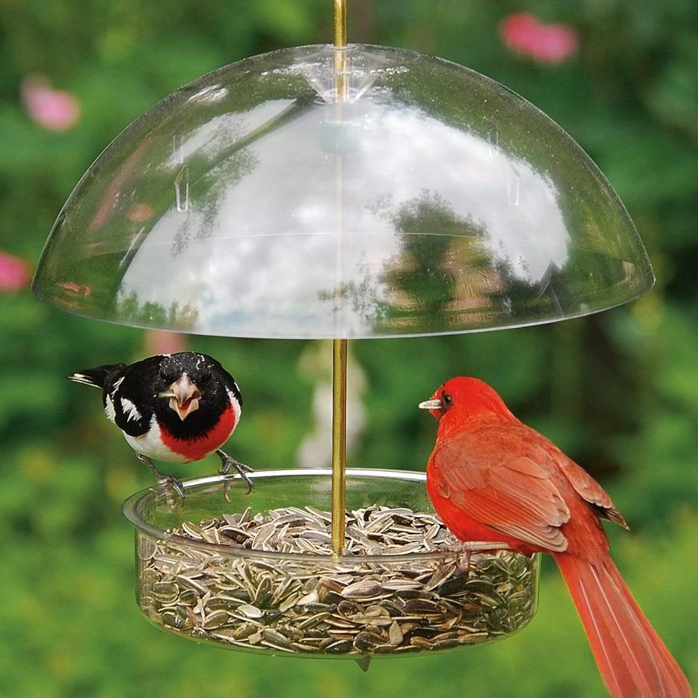 amazon bird feeders