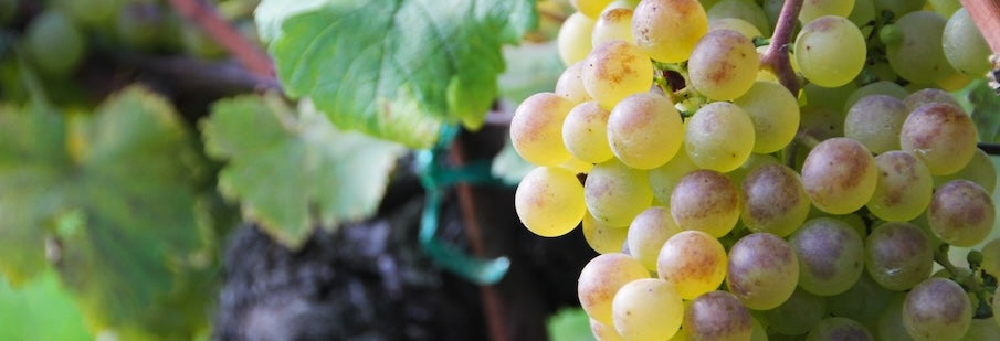 weisse Weintraube der Sorte Sylvaner wird zur Herstellung von Johannisberg AOC verwendet