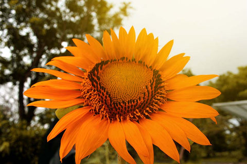 Give Your Guests Some Sunflower Seeds