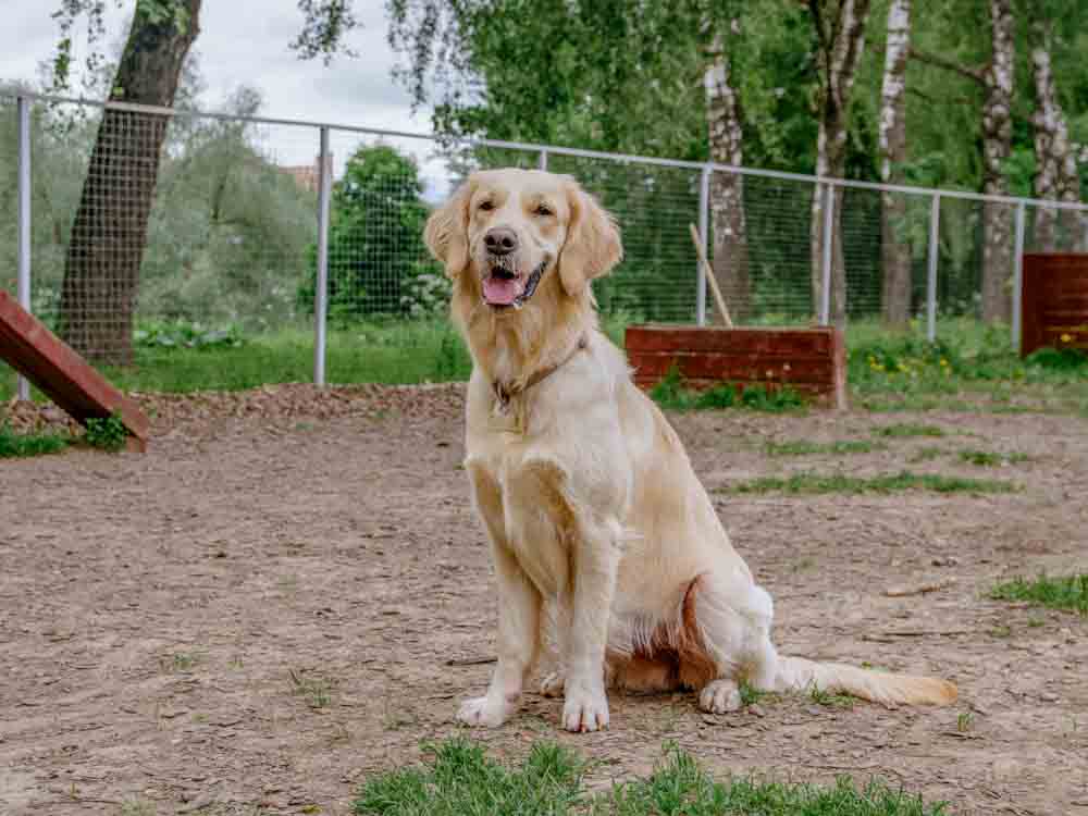 Dog Sitting in Dog Park