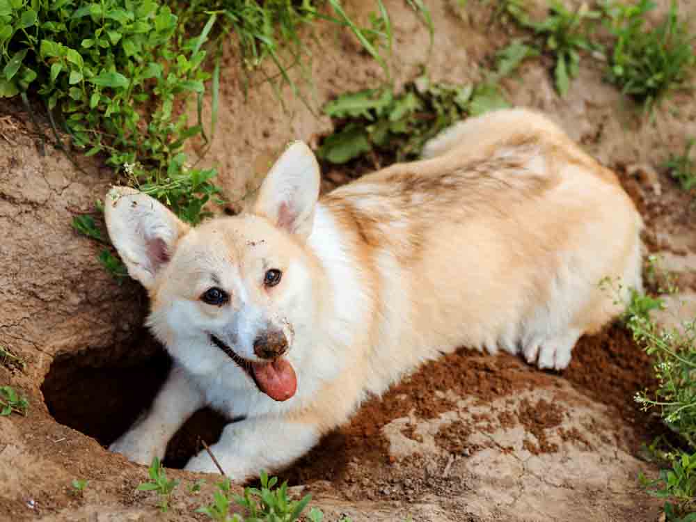 Dog Digging a Hole