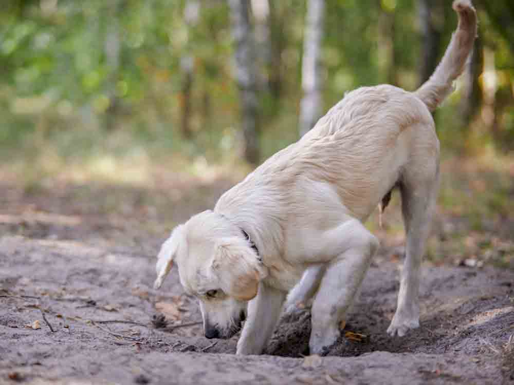 Dog Digging Hole