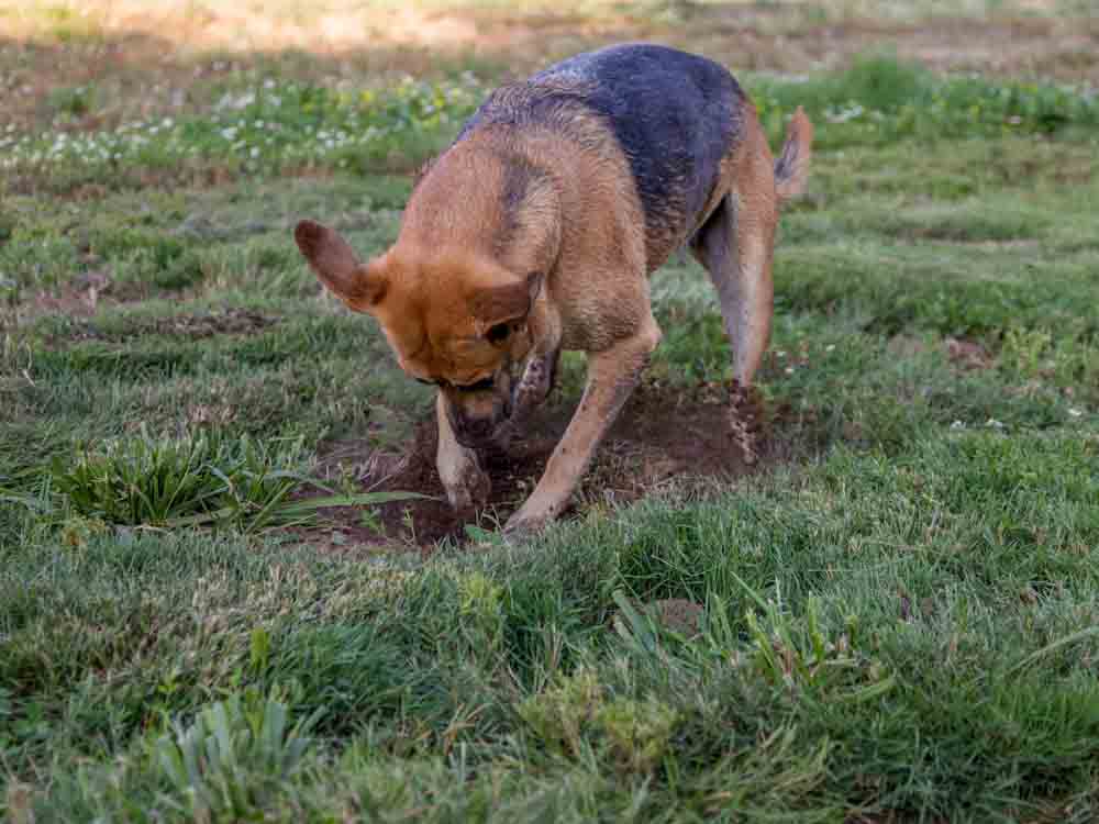 Dog Digging a Hole