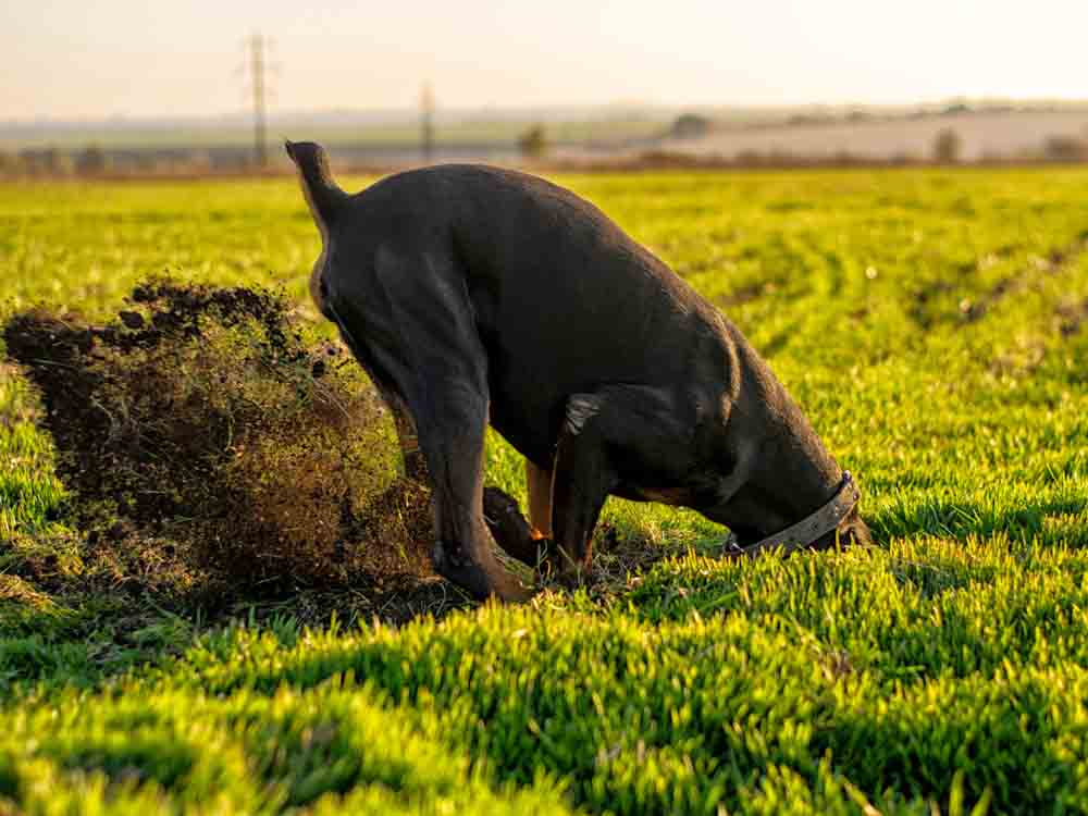 Dog Digging in Grass