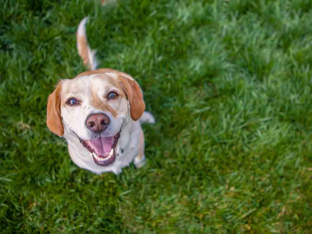 Dog Looking Up