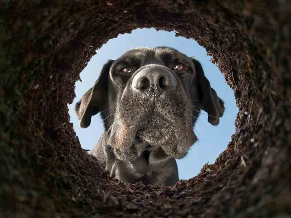 Dog Looking Down Hole