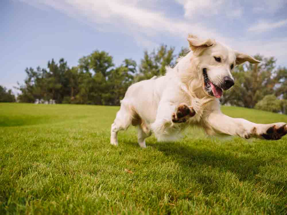 Dog Jumping in Park