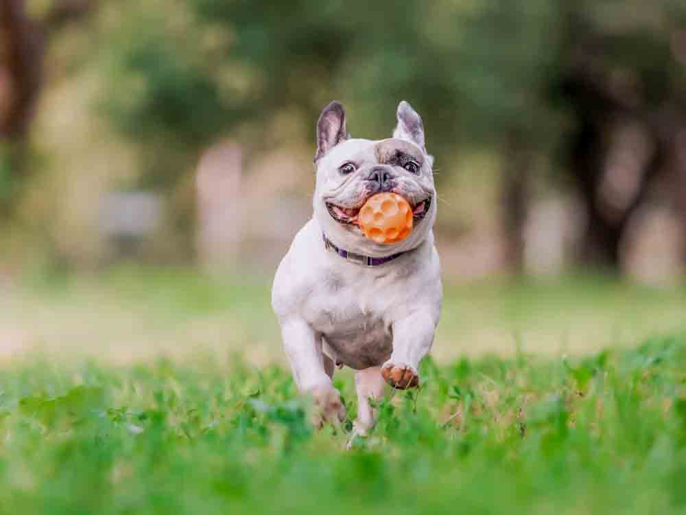 Dog Running on Grass